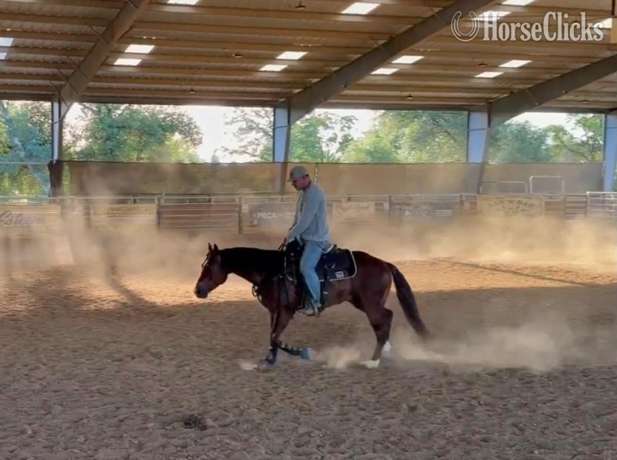 "DENALI" Sorrel Gelding Quarter Horse in California