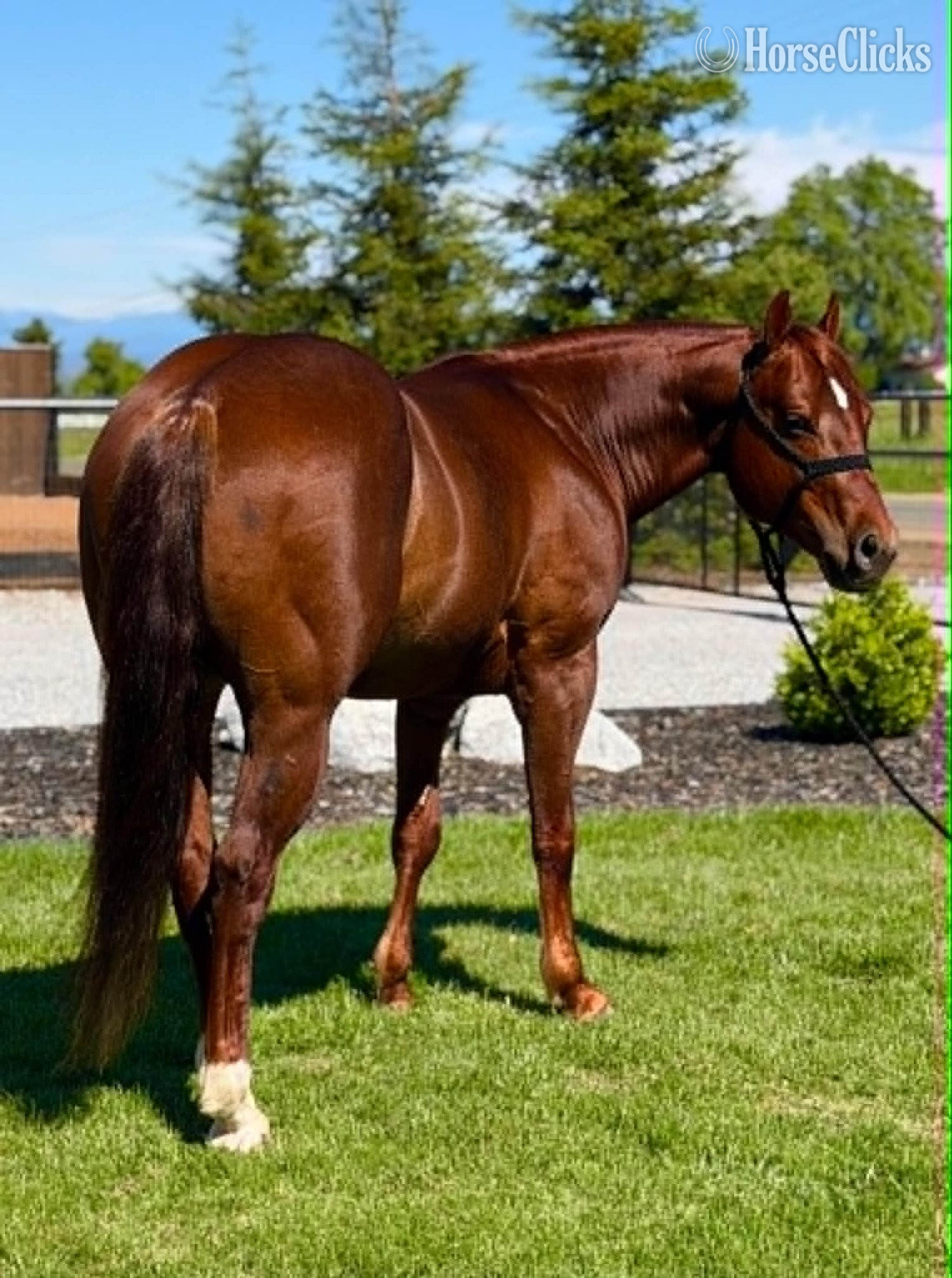 "DENALI" Sorrel Gelding Quarter Horse - Quarter Horse in California