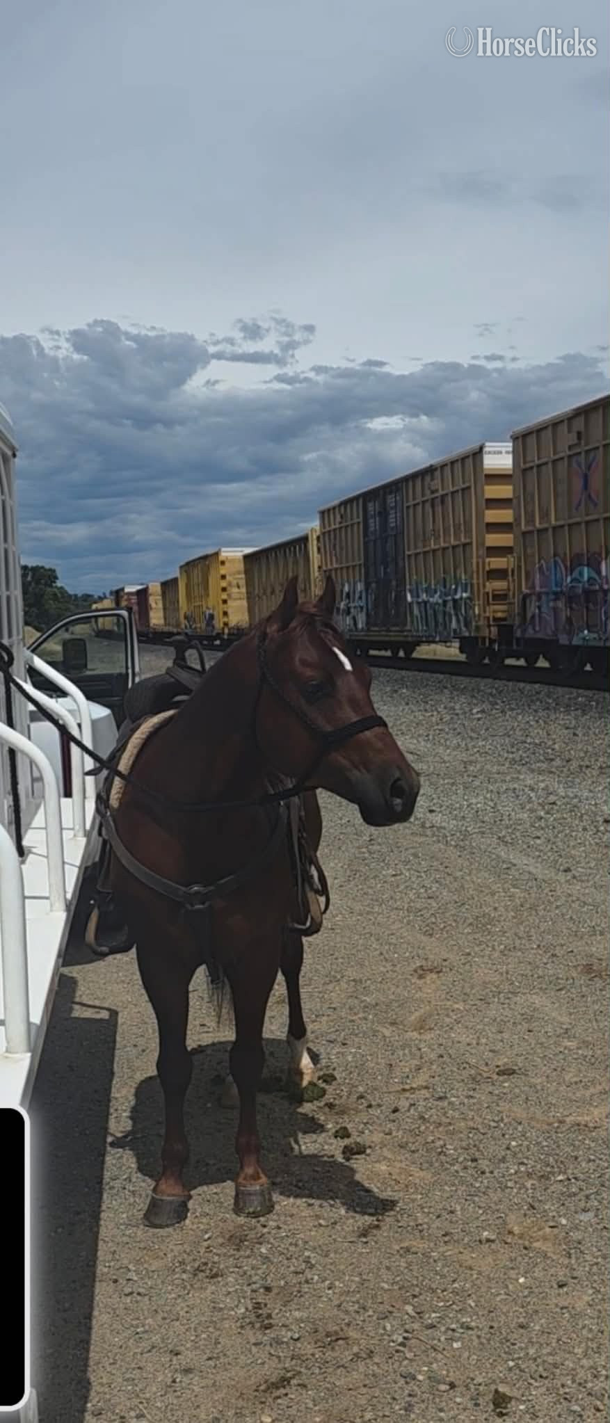 "DENALI" Sorrel Gelding Quarter Horse - Quarter Horse