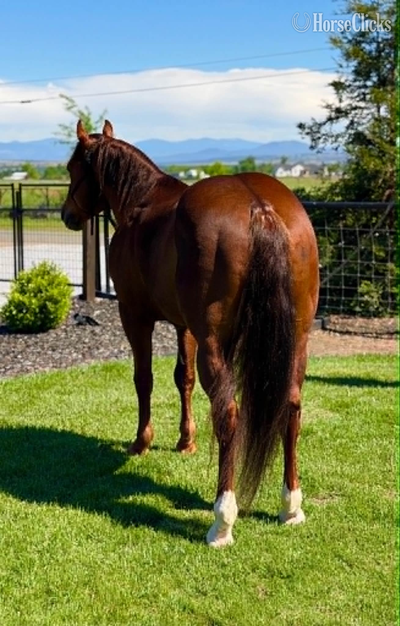 "DENALI" Sorrel Gelding Quarter Horse California