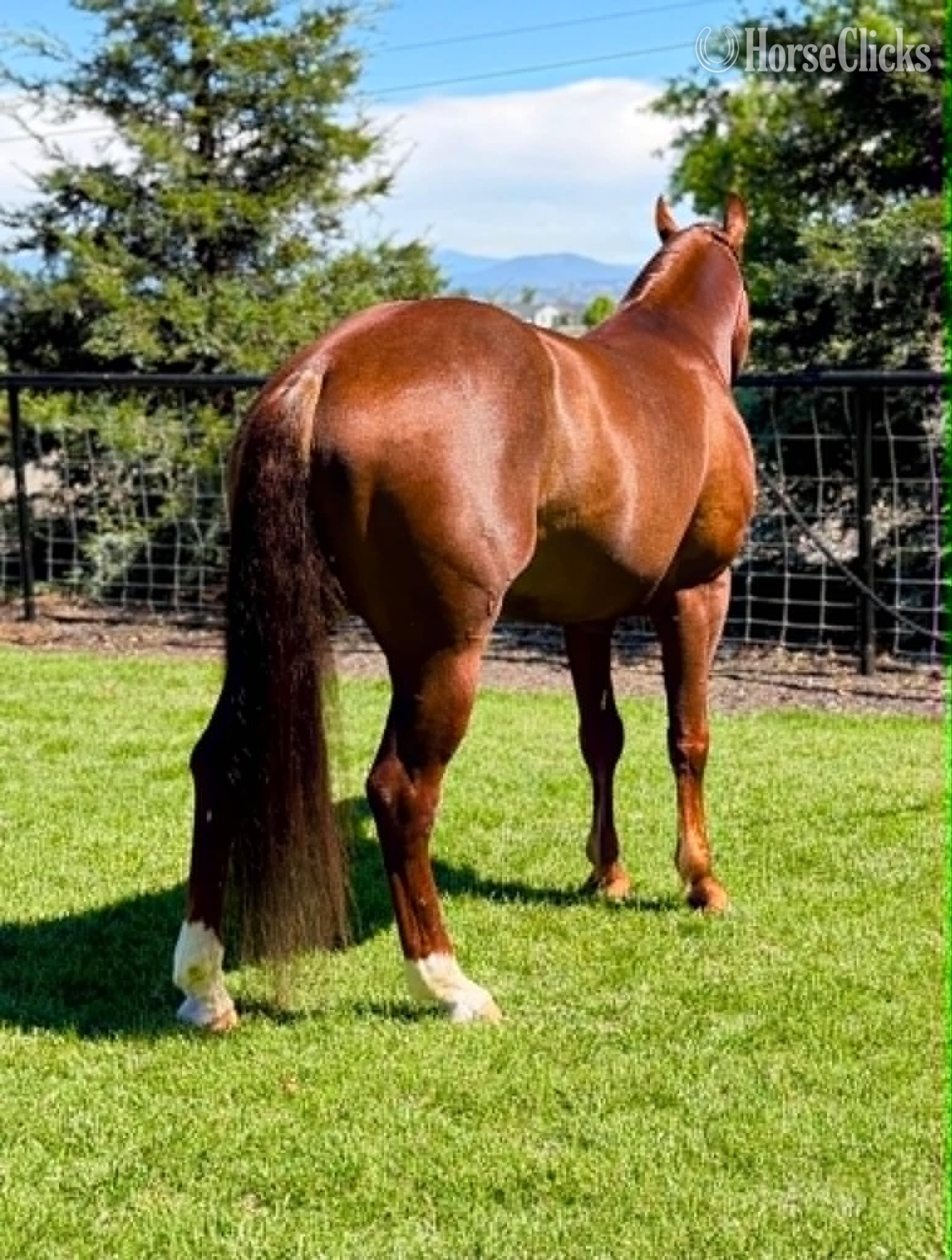 Quarter Horse - "DENALI" Sorrel Gelding Quarter Horse in California