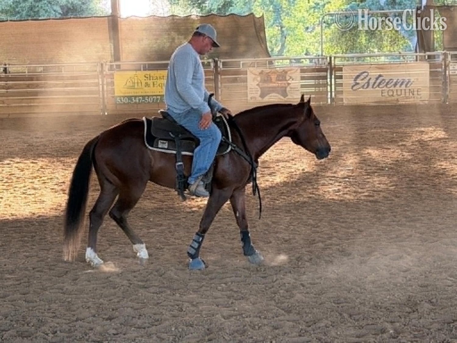 Quarter Horse - "DENALI" Sorrel Gelding Quarter Horse