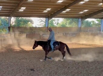 "DENALI" Sorrel Gelding Quarter Horse