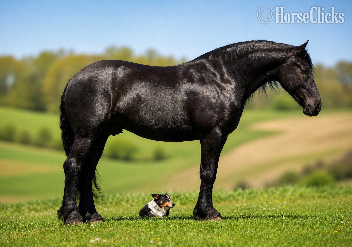 "Tuxedo " Black Gelding Friesian in Ohio