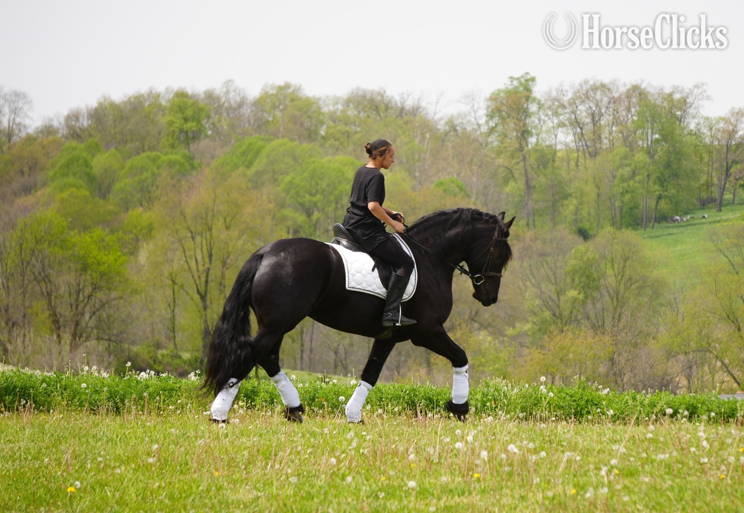 Ohio "Tuxedo " Black Gelding Friesian