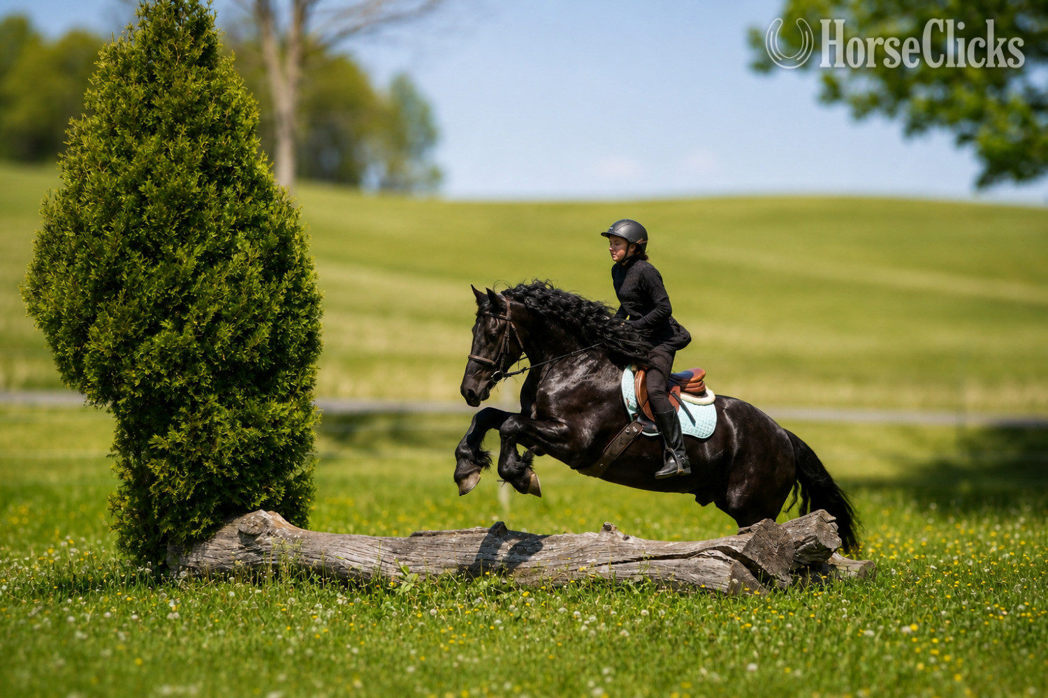 "Tuxedo " Black Gelding Friesian - Friesian in Ohio