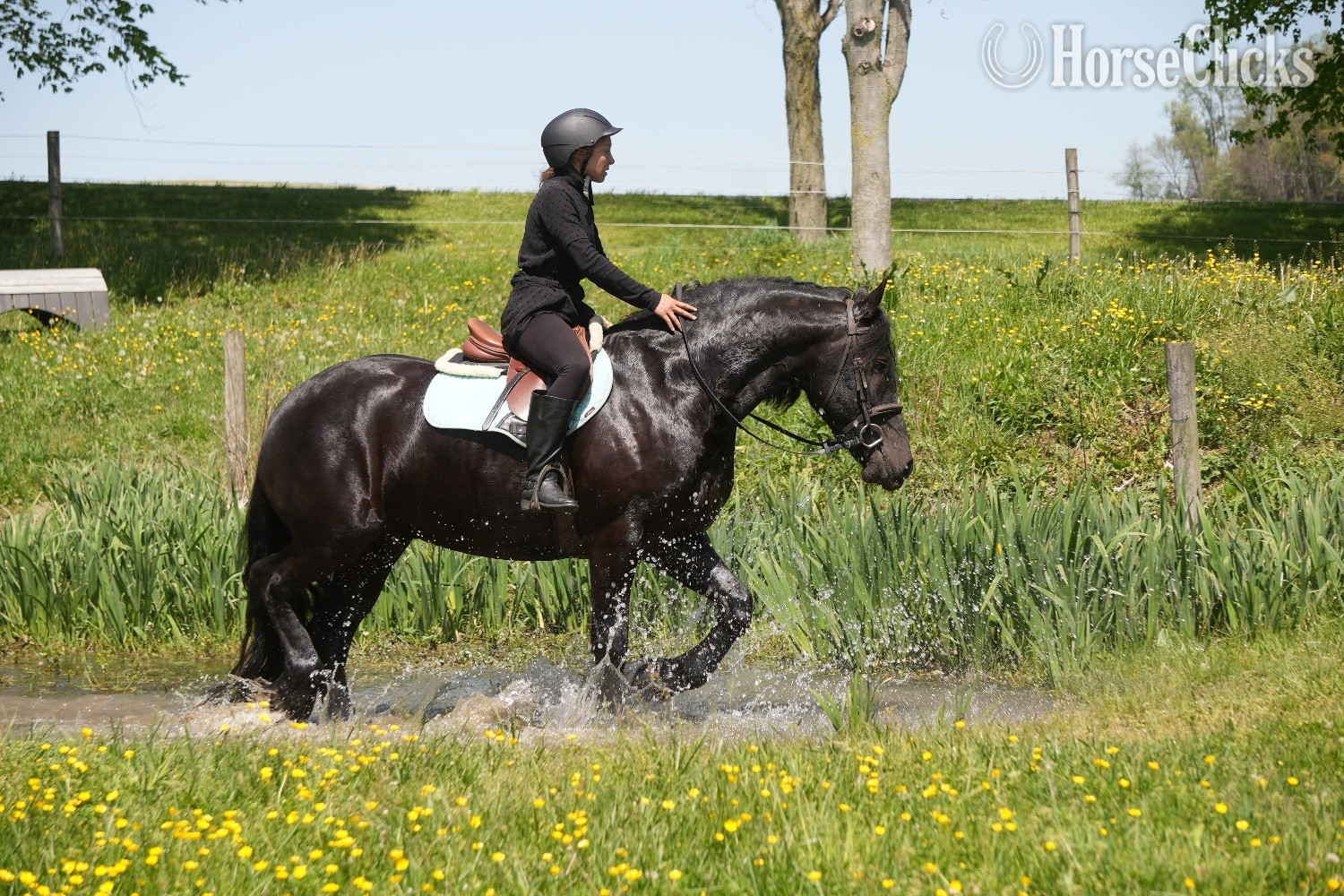 "Tuxedo " Black Gelding Friesian - Friesian