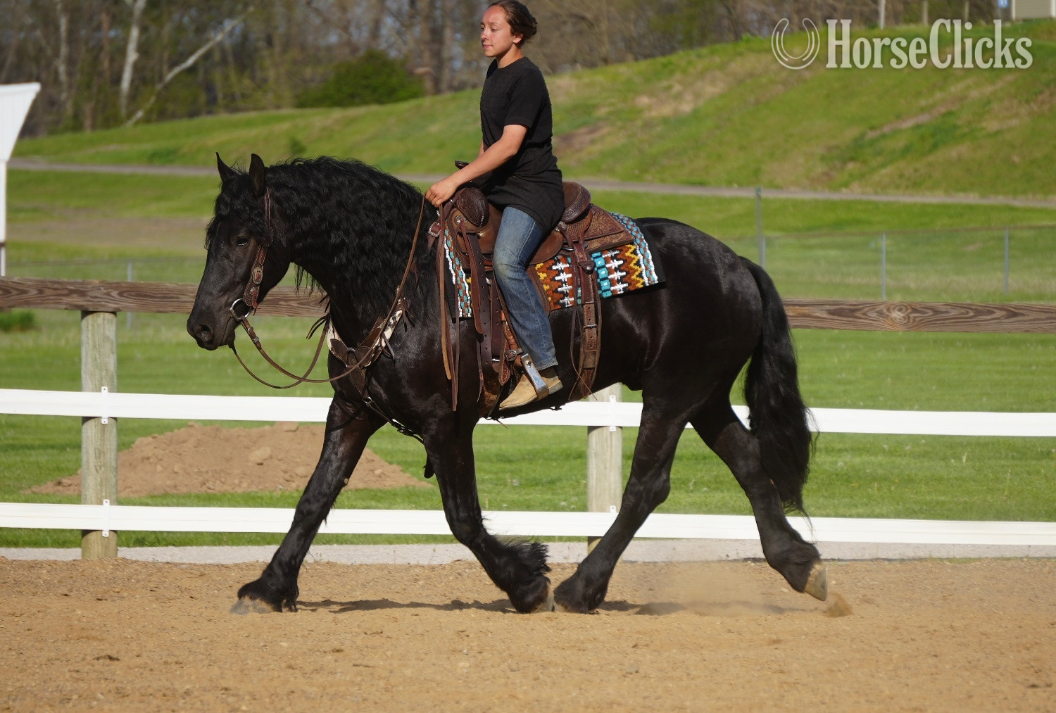 "Tuxedo " Black Gelding Friesian Ohio