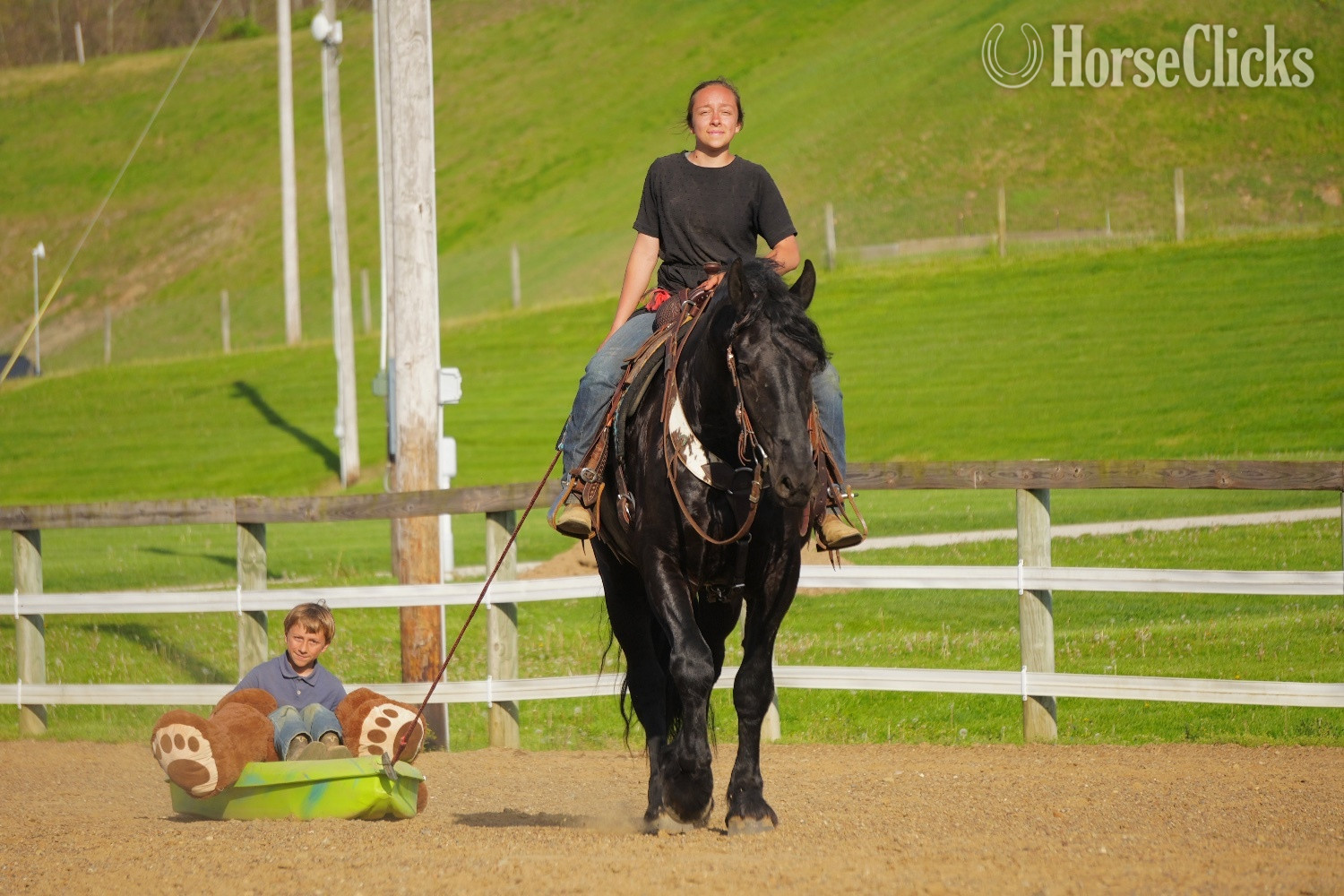 Friesian - "Tuxedo " Black Gelding Friesian in Ohio