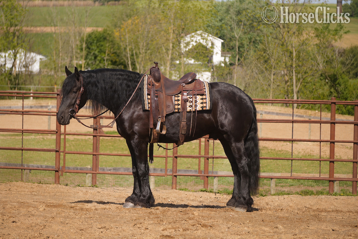 Friesian - "Tuxedo " Black Gelding Friesian