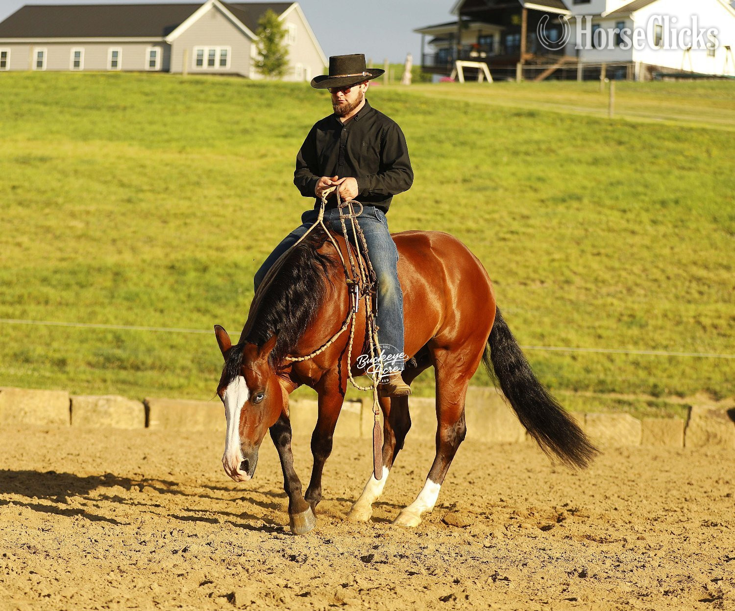 "Eagle" Bay Gelding Quarter Horse