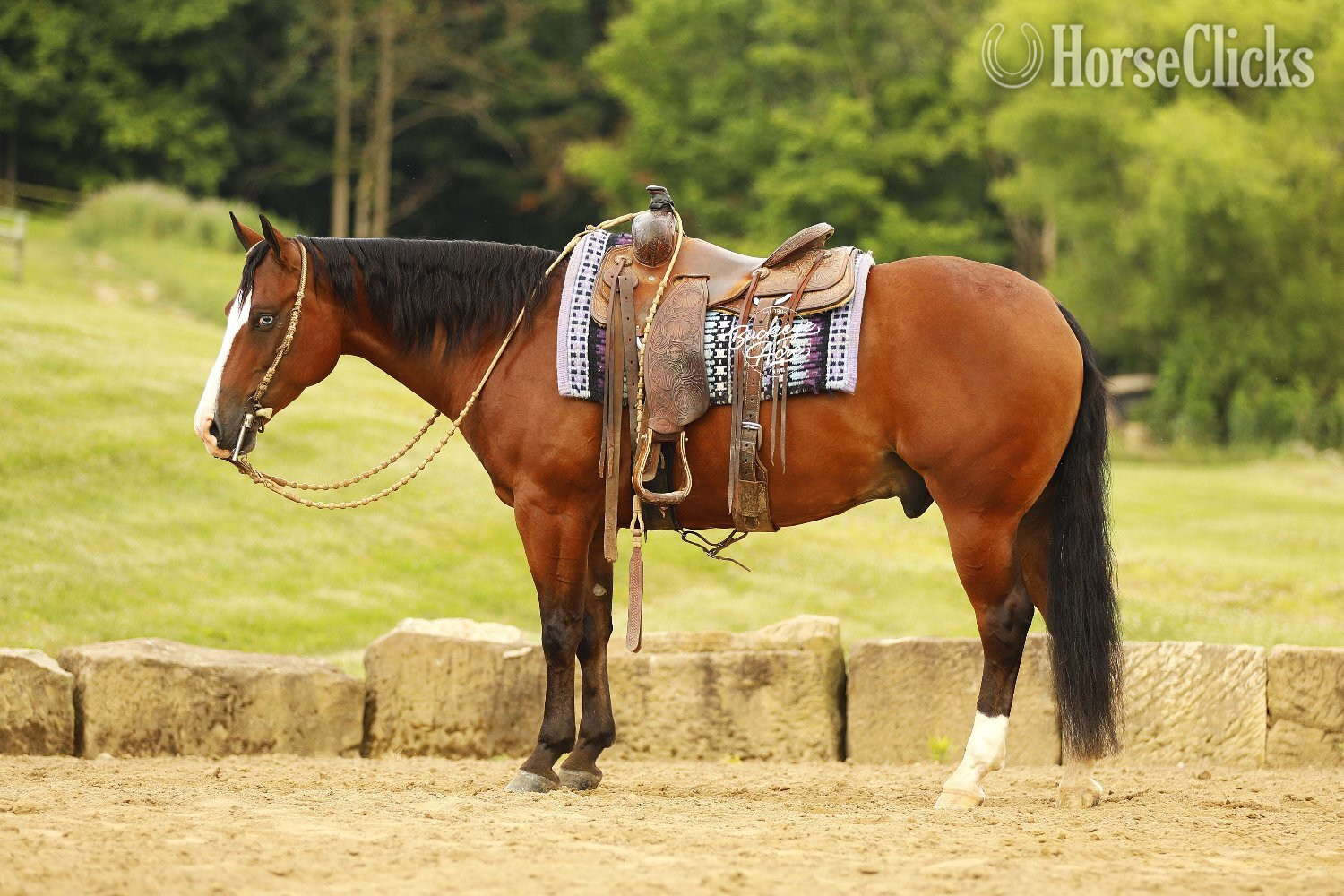 Ohio "Eagle" Bay Gelding Quarter Horse