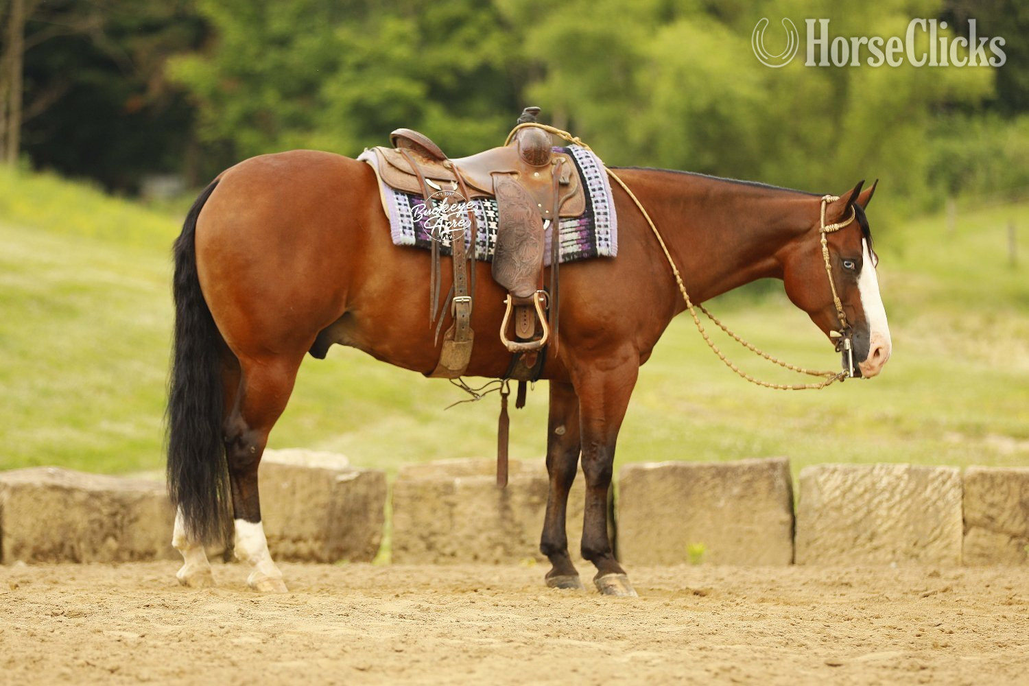 "Eagle" Bay Gelding Quarter Horse Ohio