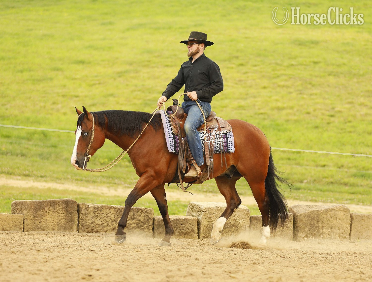 Quarter Horse - "Eagle" Bay Gelding Quarter Horse in Ohio