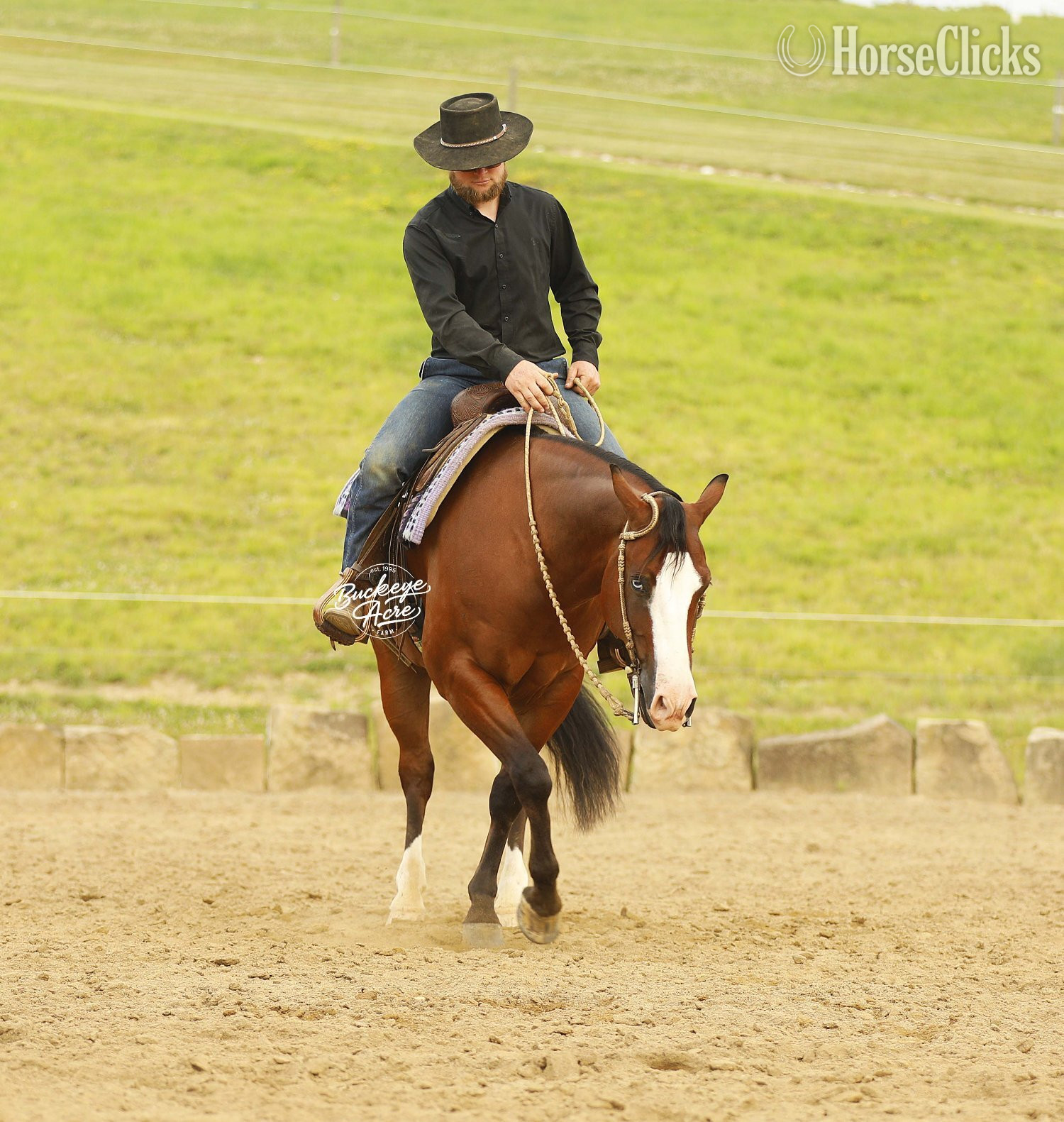 Quarter Horse - "Eagle" Bay Gelding Quarter Horse