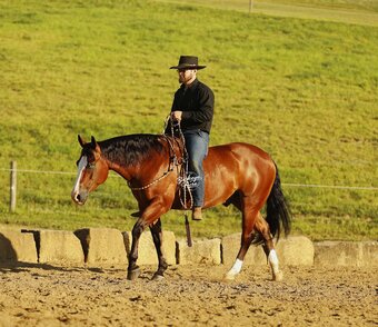 "Eagle" Bay Gelding Quarter Horse