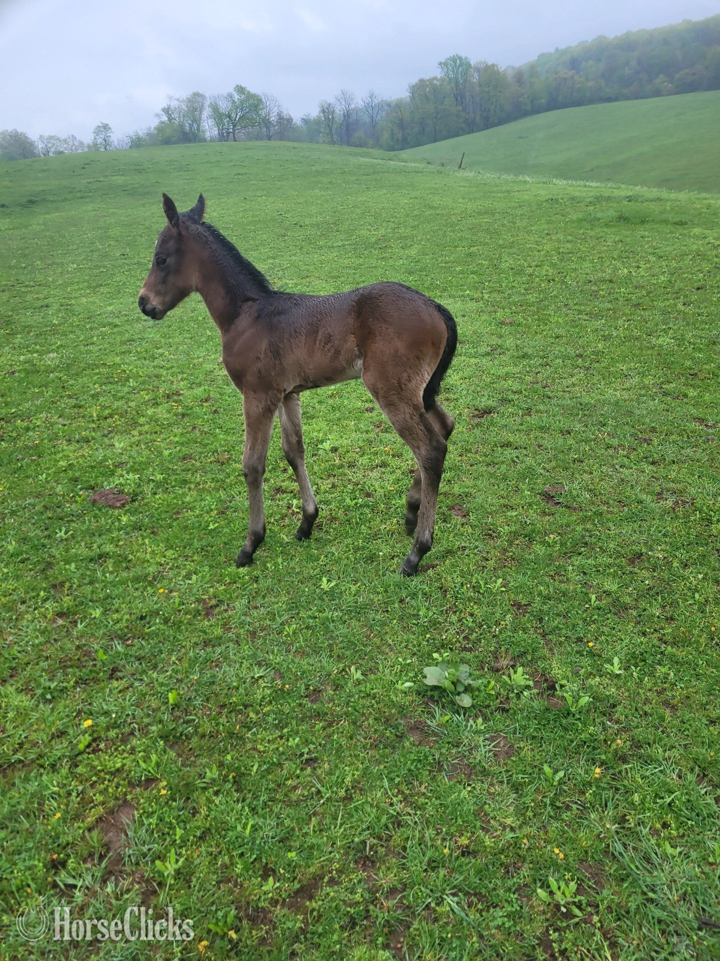 "Bay Roan Stud Colt"  Colt Quarter Horse in Pennsylvania