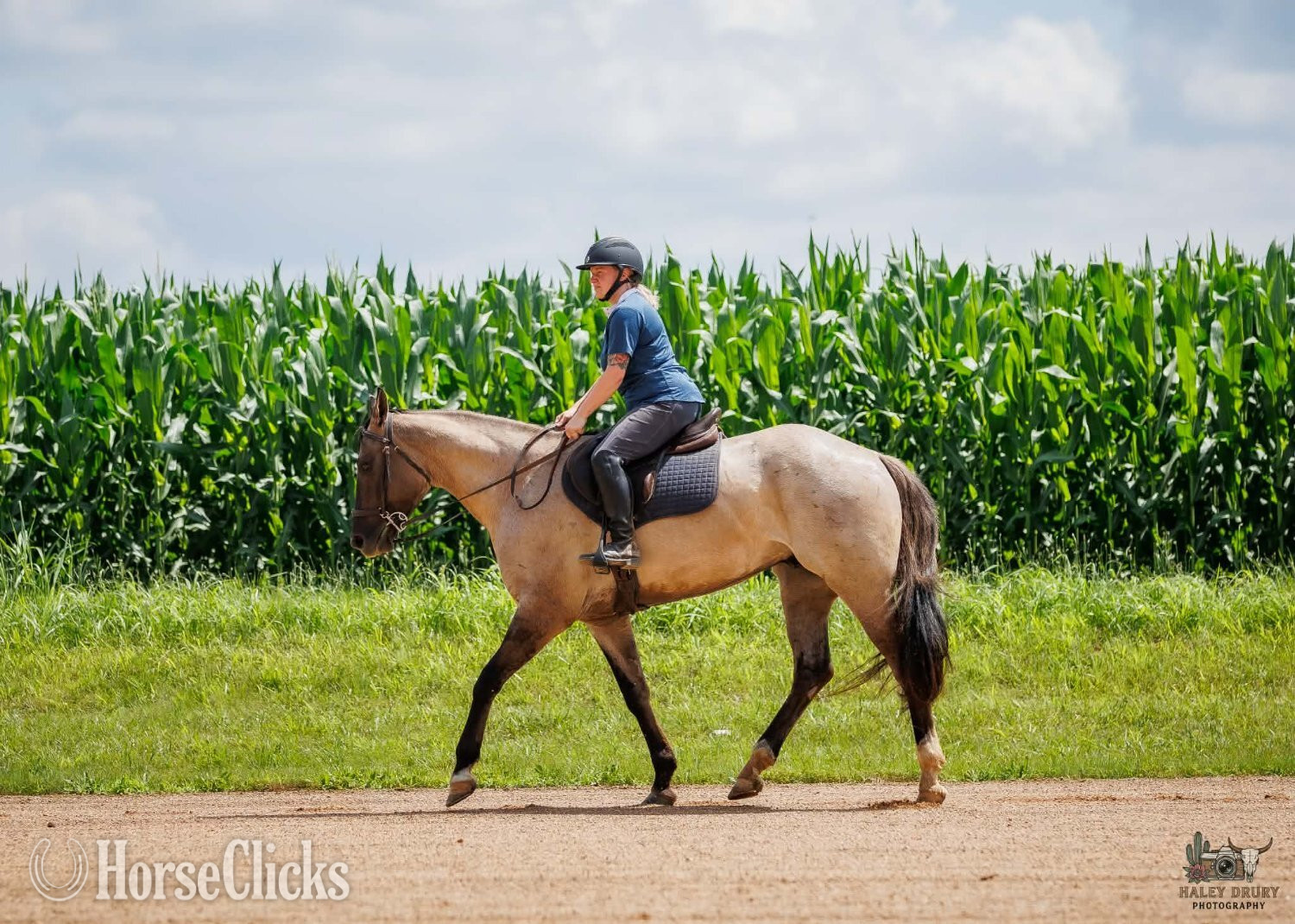 "Calloway " Grullo Gelding Quarter Horse