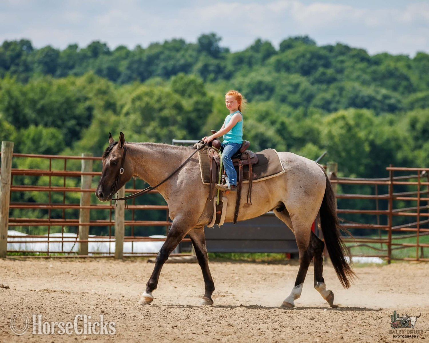 Kentucky "Calloway " Grullo Gelding Quarter Horse