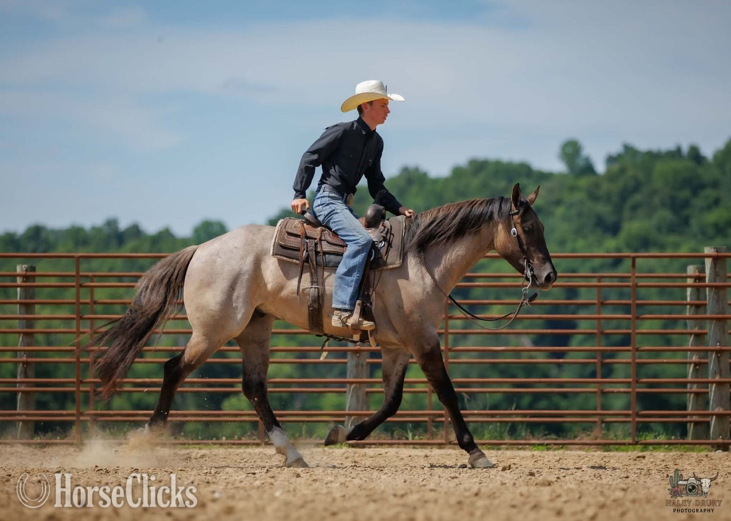 "Calloway " Grullo Gelding Quarter Horse - Quarter Horse in Kentucky