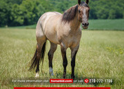 "Calloway " Grullo Gelding Quarter Horse