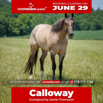 "Calloway " Grullo Gelding Quarter Horse