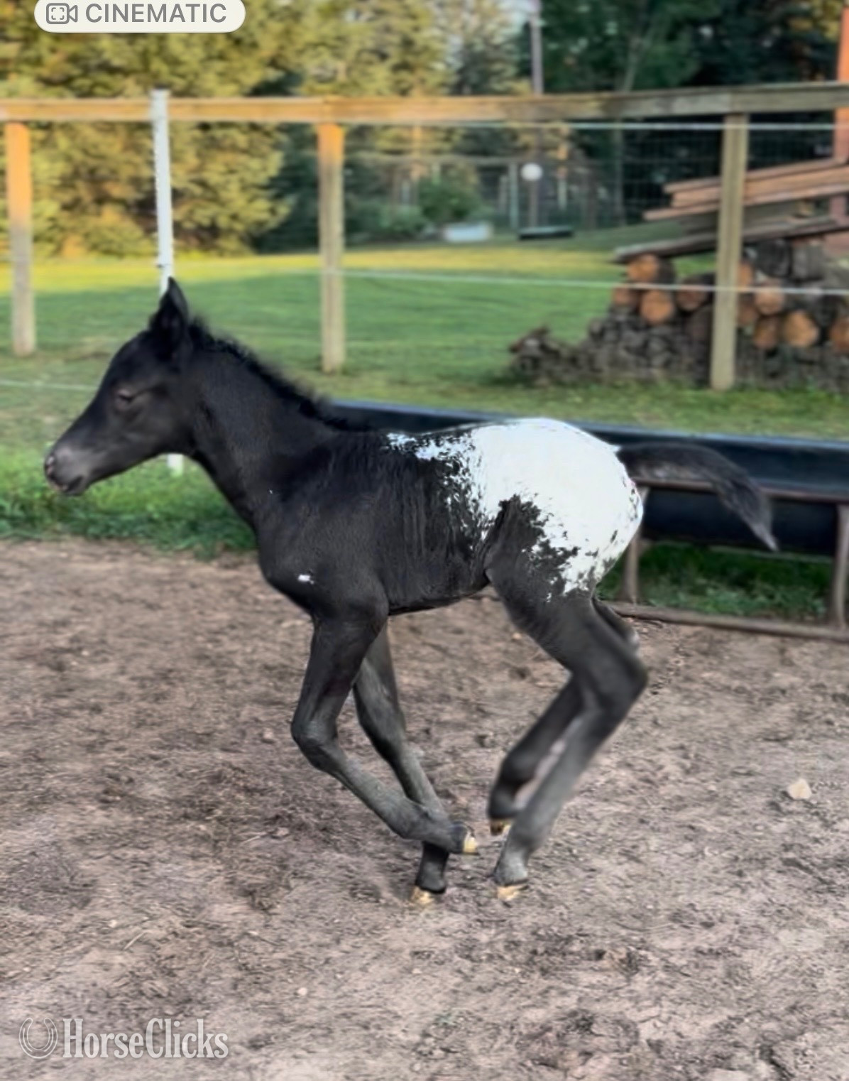 "Pickles" Black Filly Appaloosa in Wisconsin