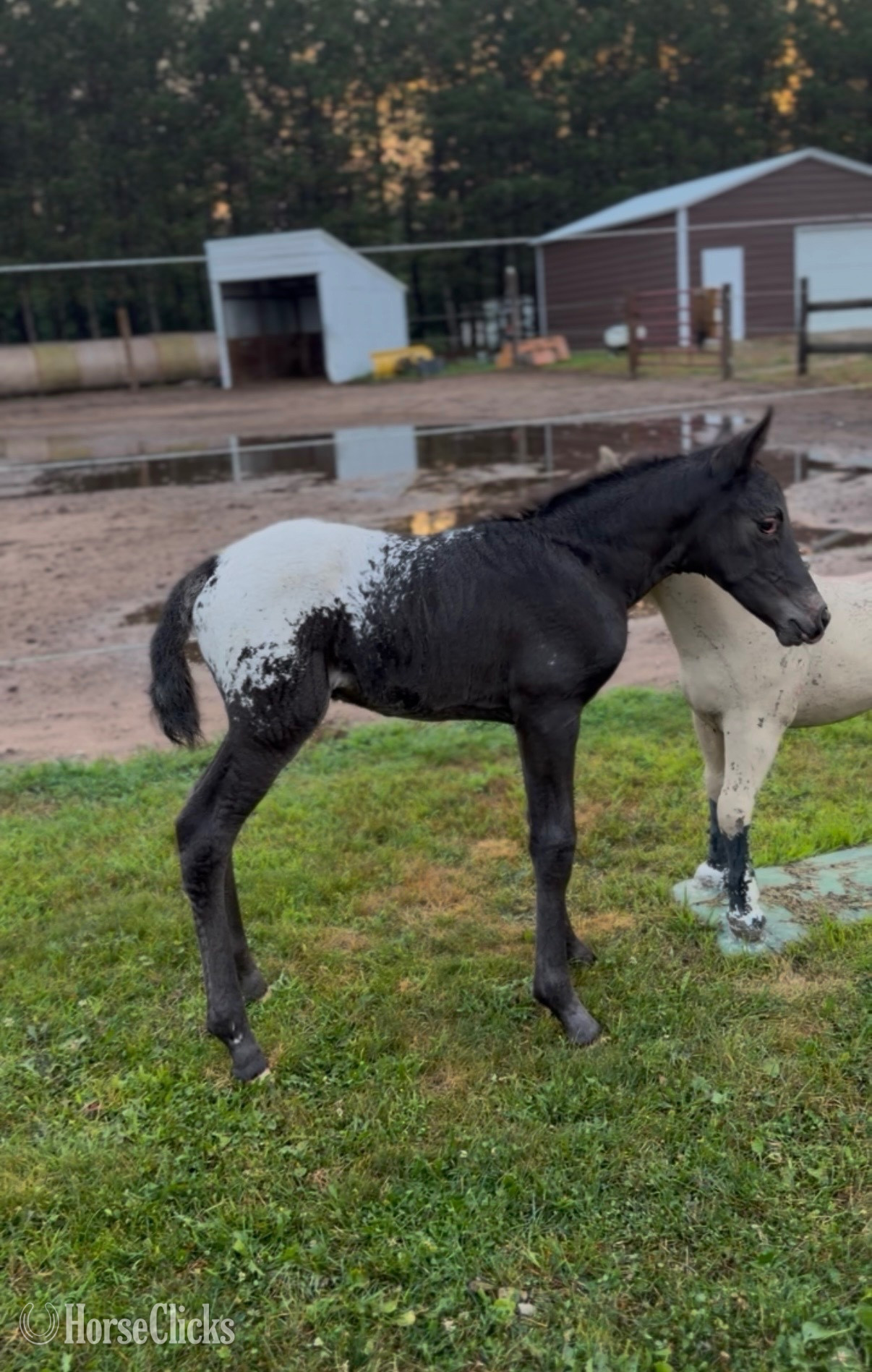 "Pickles" Black Filly Appaloosa