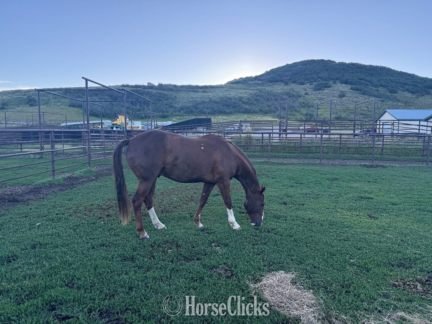 "Buddy" Bay Gelding Quarter Horse in Oklahoma