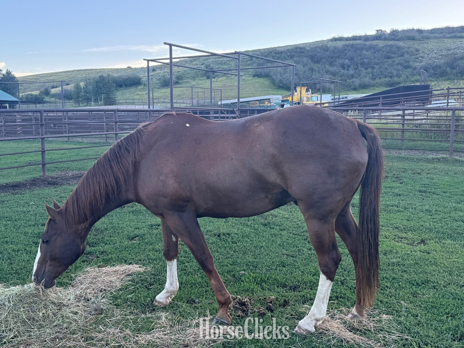 "Buddy" Bay Gelding Quarter Horse