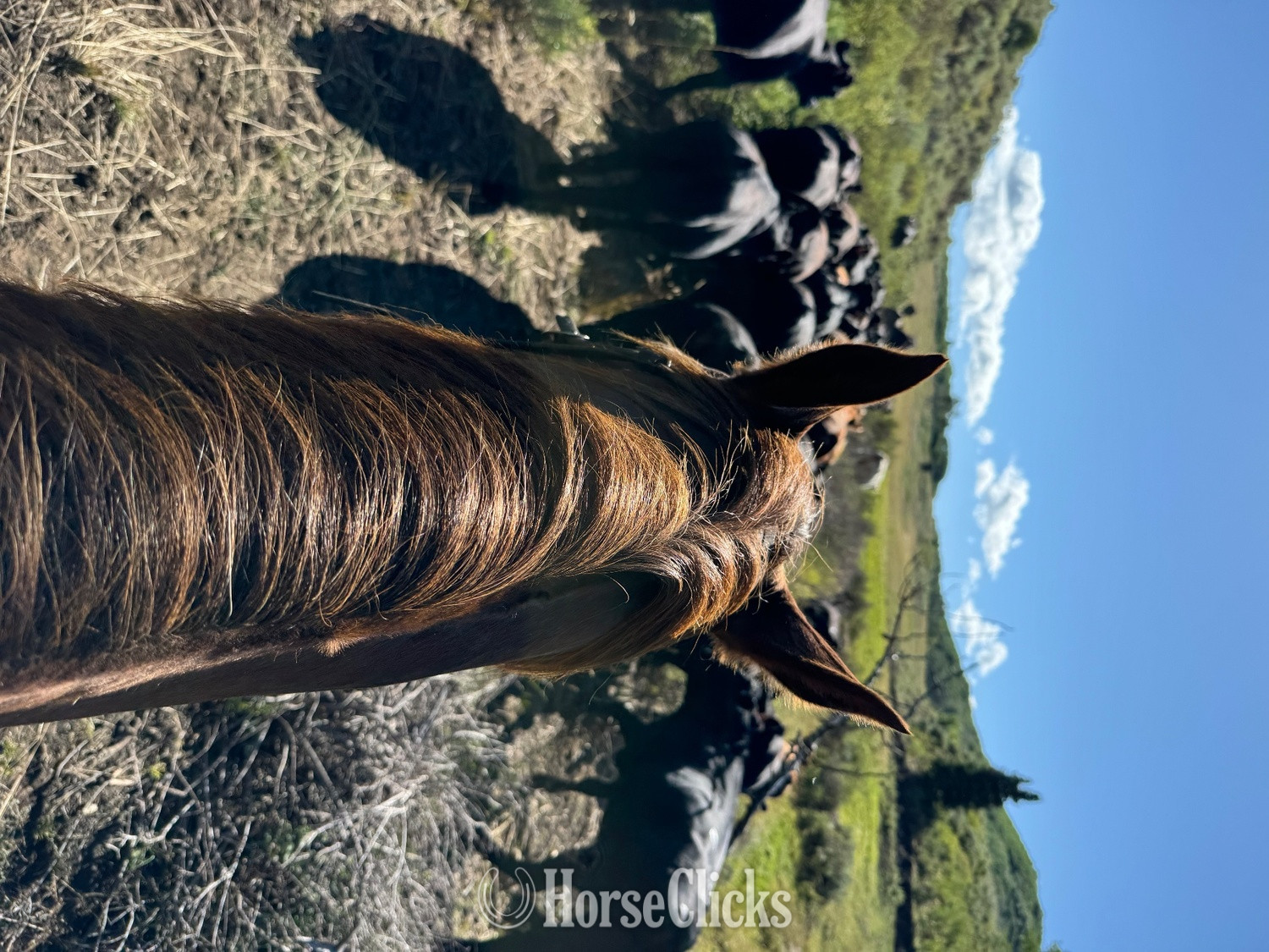 Oklahoma "Buddy" Bay Gelding Quarter Horse