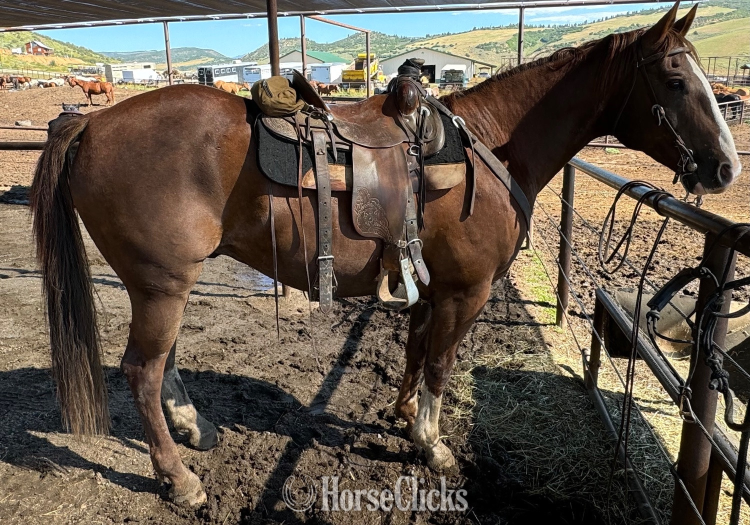 "Buddy" Bay Gelding Quarter Horse - Quarter Horse in Oklahoma