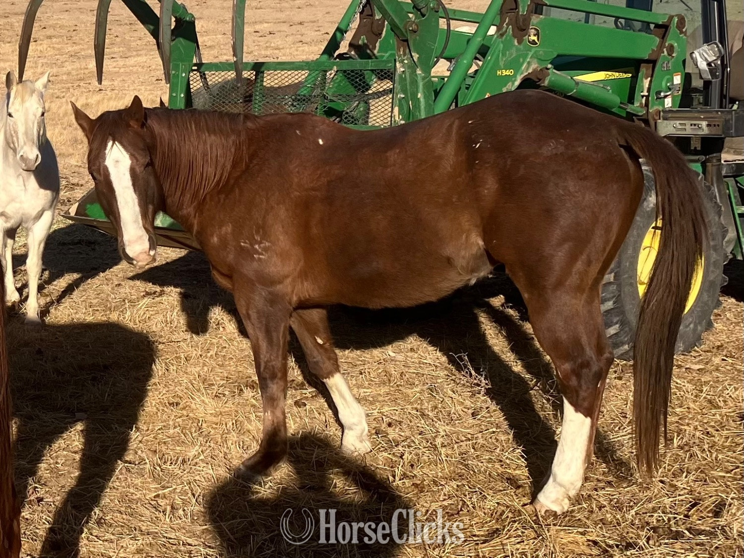 "Buddy" Bay Gelding Quarter Horse - Quarter Horse