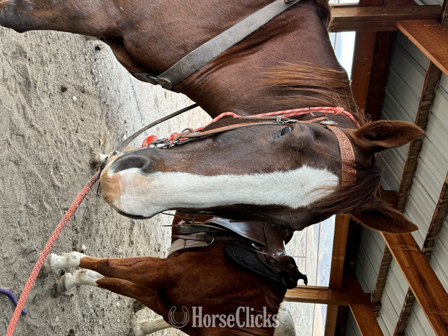 "Buddy" Bay Gelding Quarter Horse Oklahoma