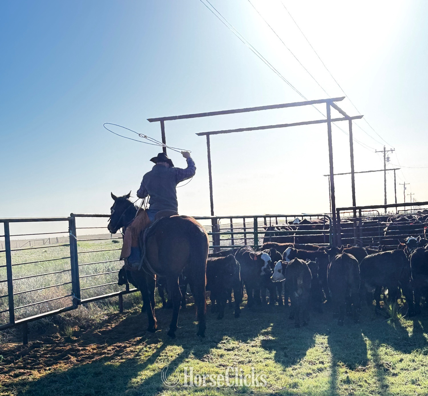 Quarter Horse - "Buddy" Bay Gelding Quarter Horse in Oklahoma
