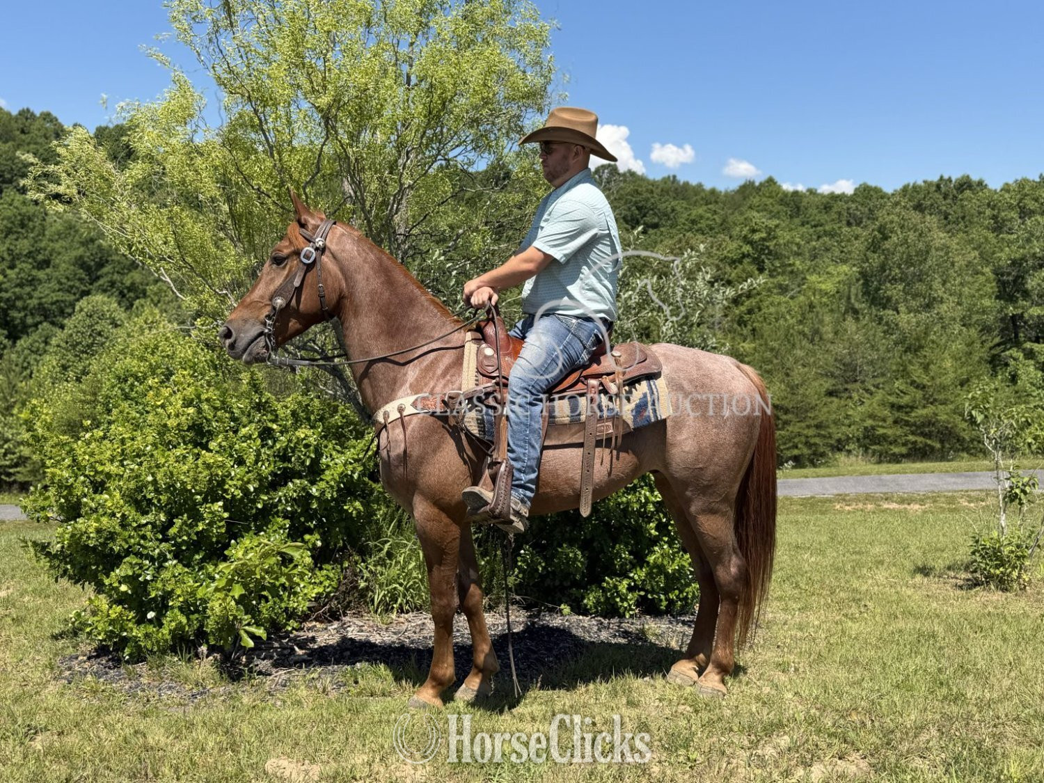 "STETSON" Red Roan Gelding Tennessee Walker in Kentucky