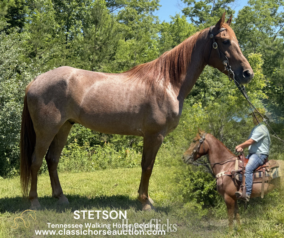 "STETSON" Red Roan Gelding Tennessee Walker