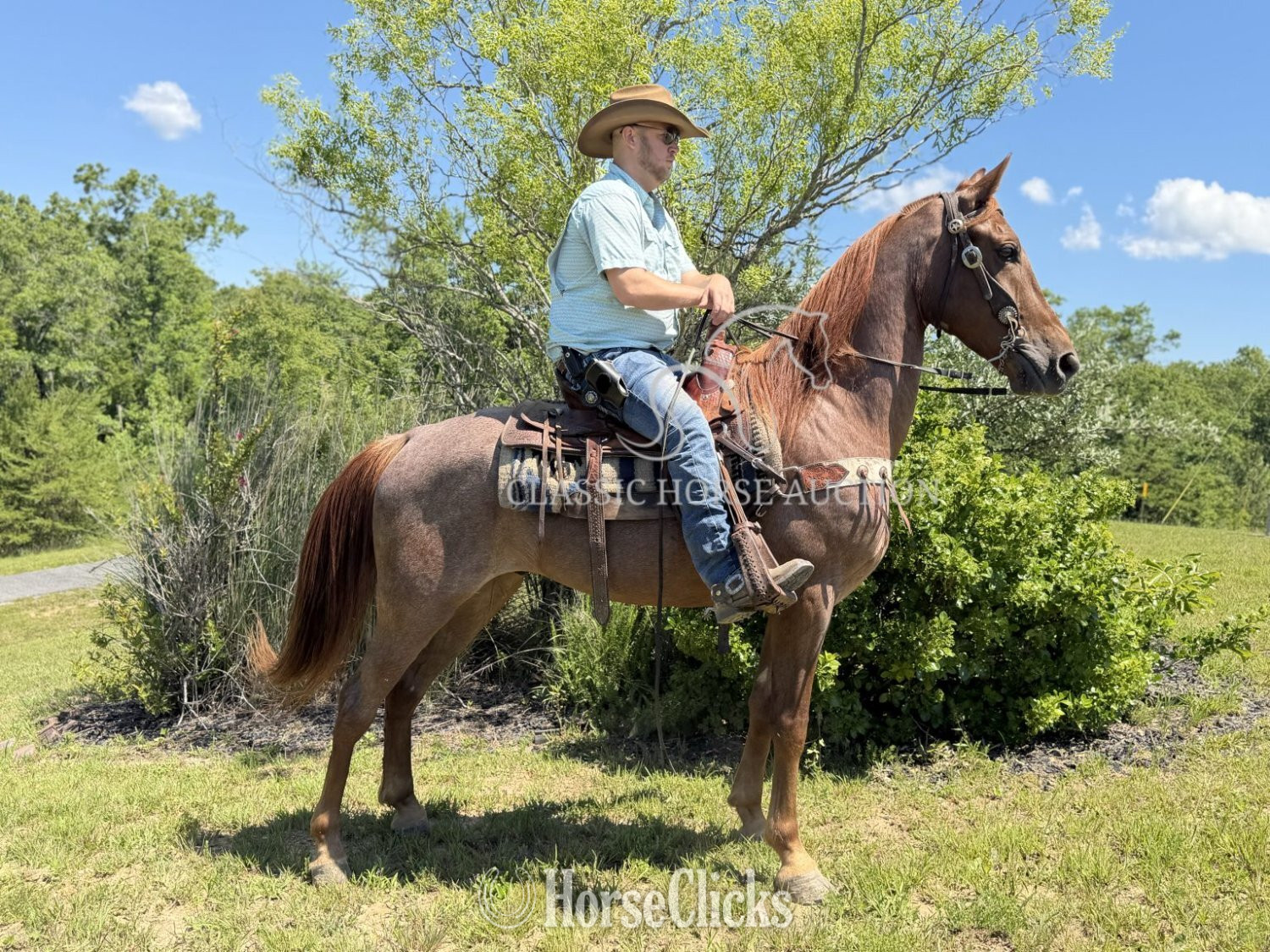 Kentucky "STETSON" Red Roan Gelding Tennessee Walker