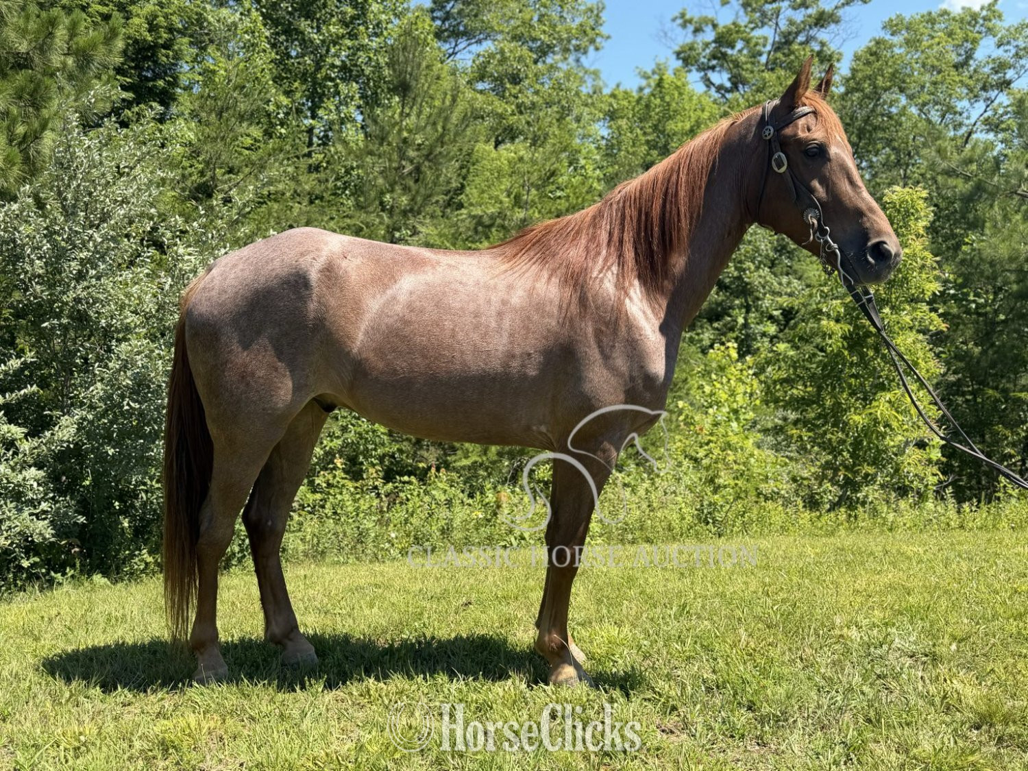 "STETSON" Red Roan Gelding Tennessee Walker - Tennessee Walker in Kentucky