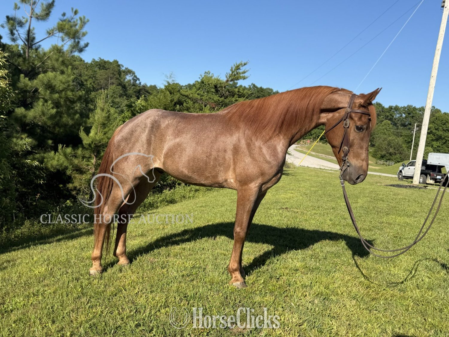 "STETSON" Red Roan Gelding Tennessee Walker - Tennessee Walker