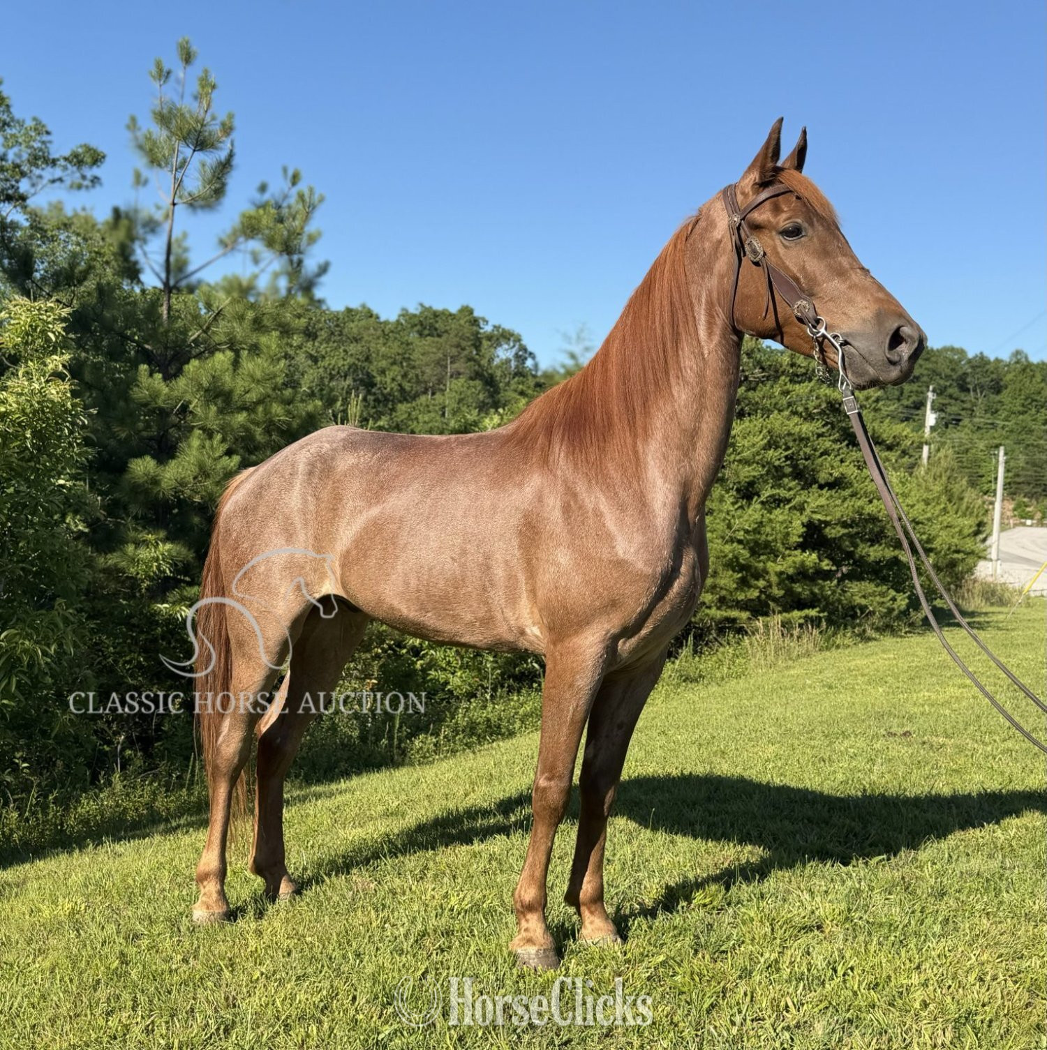 "STETSON" Red Roan Gelding Tennessee Walker Kentucky