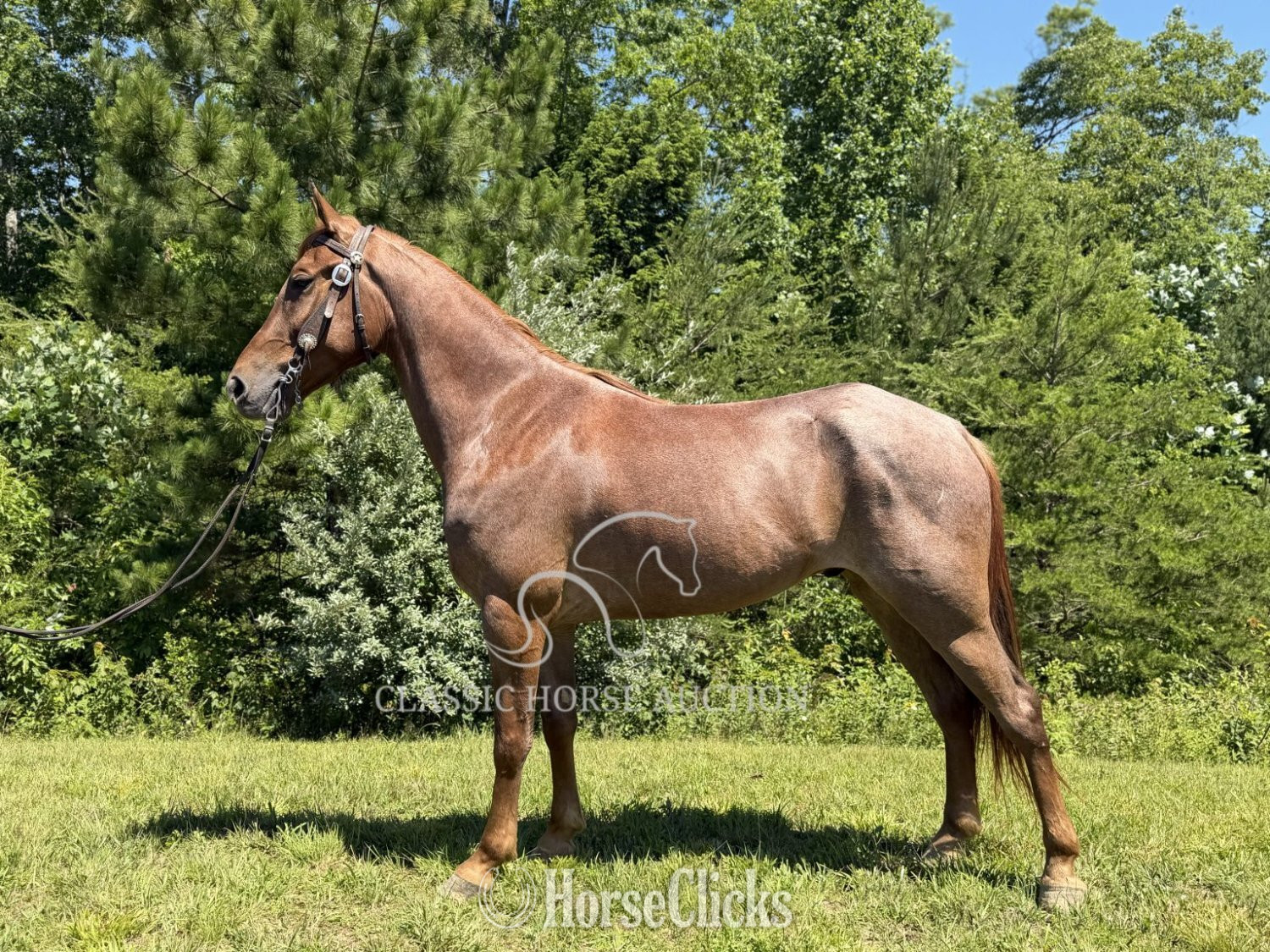 Tennessee Walker - "STETSON" Red Roan Gelding Tennessee Walker in Kentucky