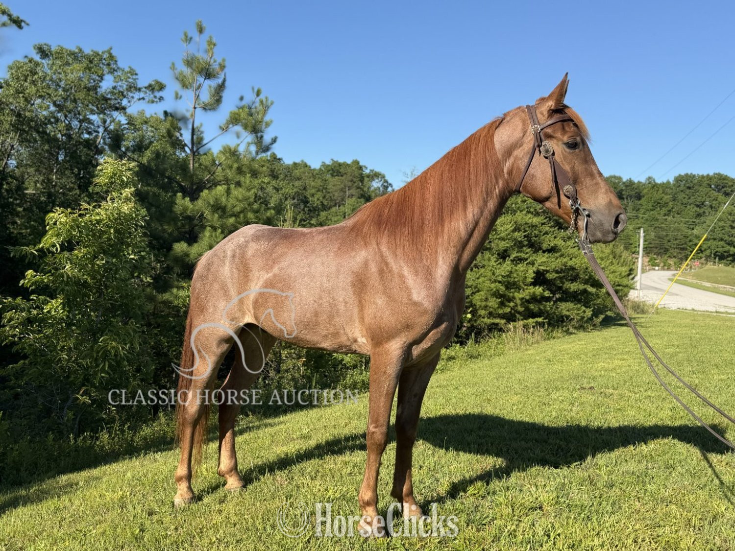 Tennessee Walker - "STETSON" Red Roan Gelding Tennessee Walker