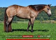 "Easy Badger Buck" Buckskin Mare Quarter Horse