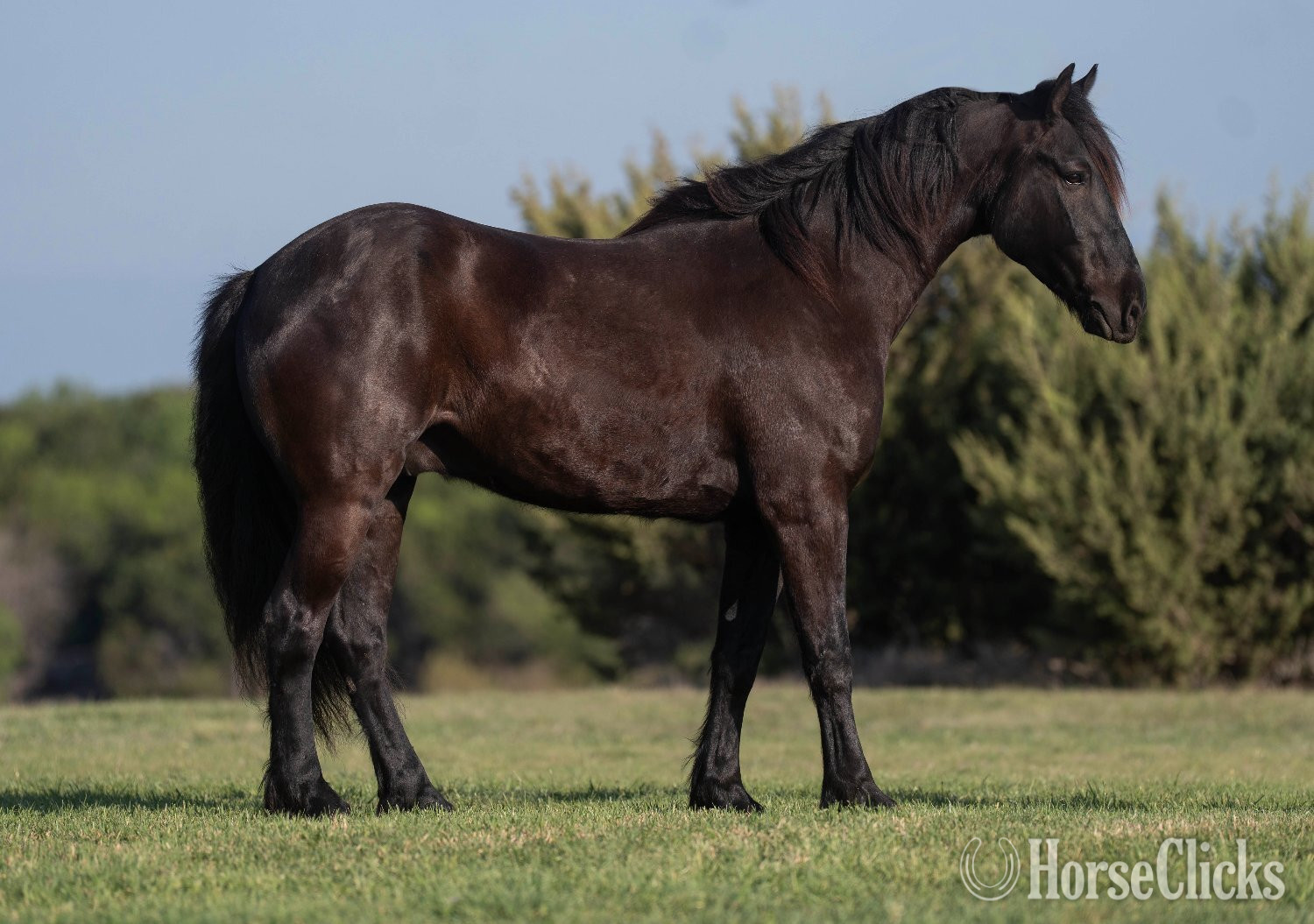 "DRAG" Black Gelding Draft in Texas