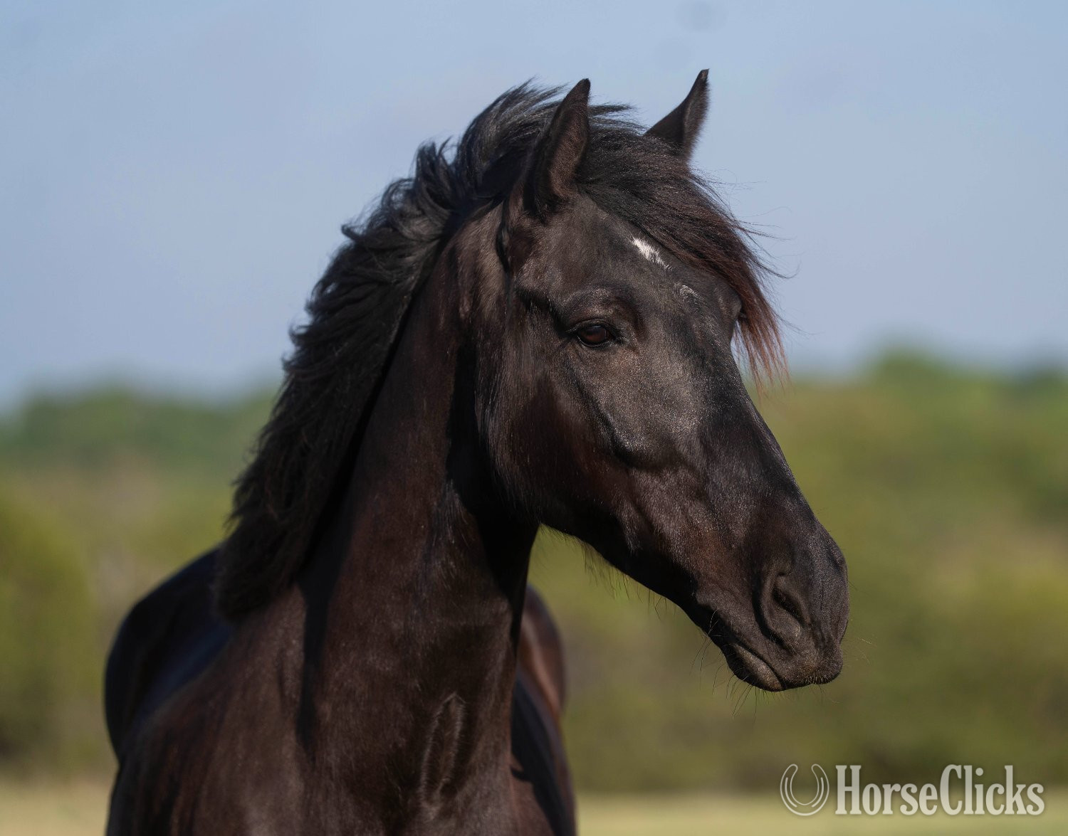 "DRAG" Black Gelding Draft
