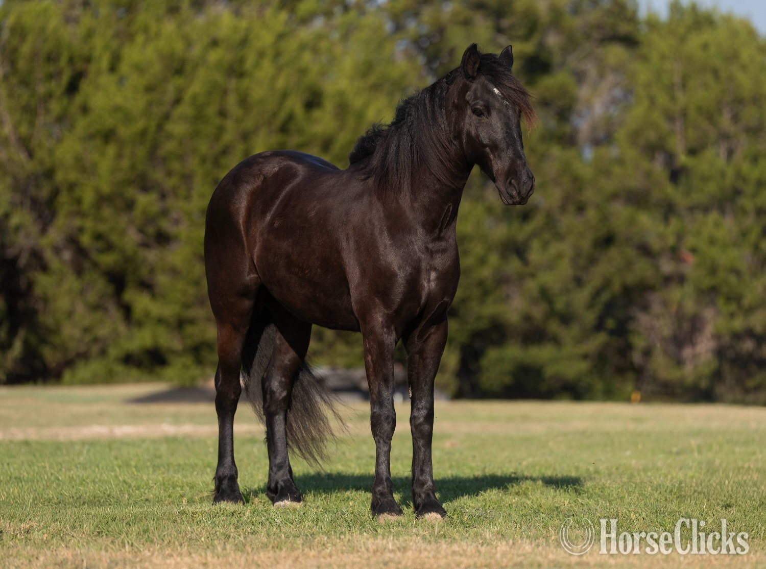 Texas "DRAG" Black Gelding Draft