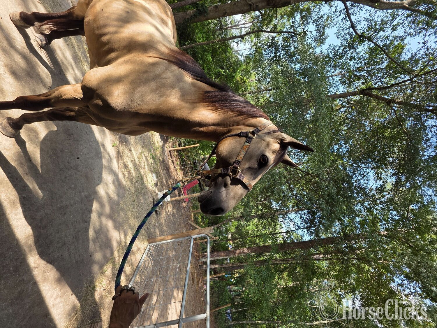 "Cricket" Buckskin Mare Quarter Horse in Florida