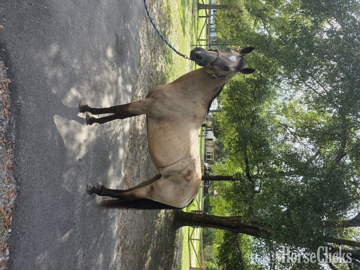 "Cricket" Buckskin Mare Quarter Horse