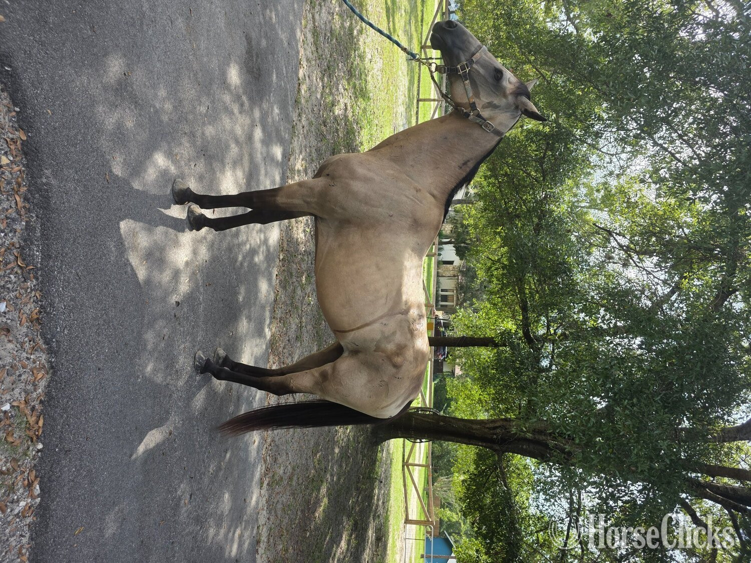 "Cricket" Buckskin Mare Quarter Horse - Quarter Horse in Florida